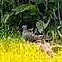 Mourning Doves Feeding Mourningdove Dove