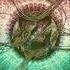 Zedd Epos Hourglass Shave It Spectrum Medley