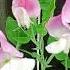 Душистый горошек Lathyrus Odoratus Flowerworld цветы Flowers