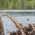 Beavers Nature S Master Engineers And Their Impact On Farmers