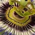 Passion Flower Don T Use It Until You Watch This