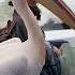 Pelican Hops On A Boat Wildlife Animals Help Shorts