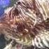 DUBAI Omega Vibes Diaspora Instrumental YouTube