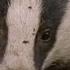 Underground Labyrinth Of Badgers Natural World Badgers Secrets Of The Sett BBC Earth