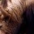 Yak Mountain King Karakoram Animals Himalayangeographic Wildlife