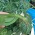 Nana S Gardening Tip