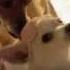 Beverly Hills Chihuahua 3 Clip 1 Wake Up HD