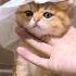 арабские котики тукатукатука