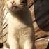 Как живут коты в Стамбуле стамбул котики Cat Istanbul Turkey турция кошки котята собака