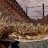 Baryonyx Roar