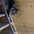 Быстроногий бразилец Shorts Cat Catvideos Cat Richard