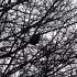 Bird Imitates Sound Of Police Siren In England