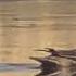 Утки свиязи кряквы широконоски на озере Eurasian Wigeon Mallards Shovelers On The Lake