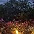 Rain Falling On A Flower Filled Porch At Night Soothing Nature Soundscape