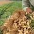 Peanuts Harvest Satisfying Shot