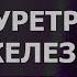 1 11 5 Здоровые Бульбоуретральные Железы ГЛУБОКОЕ ИСЦЕЛЕНИЕ резонансный саблиминал