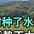 我在日本農村種水稻 預測今年價格會上漲 看這長勢有點發愁