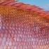 GIANT Red Snapper Grouper Tuna Catch Clean Cook Gulf Of Mexico Fishing