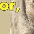 Bear Safety Part 1 Bear Behavior Why Bears Attack
