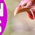 CHICKEN SOUNDS For Kids Learn Clucking Sound Effects Of Chickens And Hens