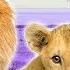 Big Cats For Kids Animals For Kids Lion Tiger Leopard Jaguar And More