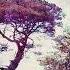 Jack Kornfield Ep 47 Nobility And Love