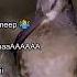 Ranking The Funniest Bird Sounds