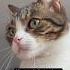 Cat Cute Catlover Kitten Kot Kotek Funny Fy Kotki Shorts