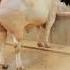 Anmol Heray Chaudhary Callte Farm
