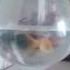 Золотая рыбка в бокале Goldfish In The Glass Carassius Auratus