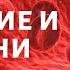 1 группа крови ПИТАНИЕ И БОЛЕЗНИ Влияние питания на здоровье человека Питание по группе крови