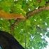Smug Arborist Trespassed On My Land Destroyed My Valuable TREE Worst Mistake Ever