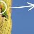 How This African Parrot Ended Up In A Cactus In Arizona I Wild To Know