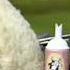 Shaun The Sheep Check Out The Weight Of The Sheep