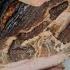 Brining And Smoking A Ham Plus Other Cuts From A Pig Ham Recipes Ideas