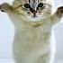 Cute Cat Dance Cute Fyp Foryou Tiktok Baby Babylove Ai Runway