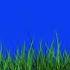 Grass Waving In Wind Blue Screen Video