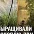 Мужчины выращивали дома коноплю