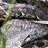 Death Adder Fat But Not Just Any Fat Shorts
