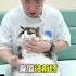 猫咪异物卡喉黄金时间 这套海姆立克法一定要学会 希望你永远用不上 猫咪异物卡喉 猫咪知识 猫咪海姆立克法