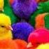 Tangkap Ayam Lucu Ayam Warna Warni Ayam Rainbow Kelinci Lucu Bebek Lucu Ikan Koi Hewan Lucu