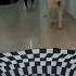 A 3D Rug That Fools The Dogs