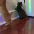 Кошачья дискотека Cats Party