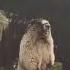 БОБЕР СУСЛИК ОРЕТ МЕМ Jjarik YT Memes Funny Animals Comedy