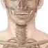 Костная система Анатомия человека Kenhub