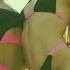CYDO Ask For Love Girl Music Bikini Top Playlist English Songs Girl Music Spanish Songs Deep Hou