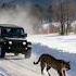 Mountain Leopard Escape Speed Jeep In Style Winter Snow Jeep Shorts Youtube Facts