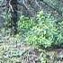 Female Mountain Lion Screaming For Mates In Front Of Trail Camera