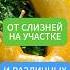 Ваши РАСТЕНИЯ перестанут болеть избавляемся от ВРЕДИТЕЛЕЙ огород вредители болезнирастений