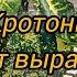 Кротоны Мой опыт выращивания